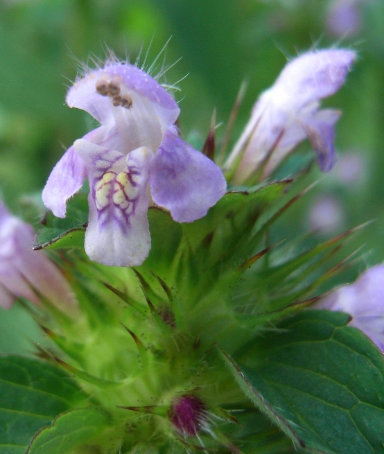 Galeopsis tetrahit / Canapetta comune